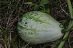 Field pumpkin